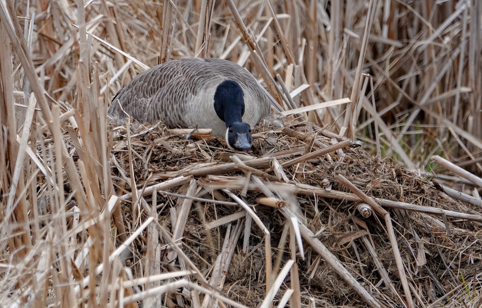 Gale's Photo and Birding Blog Canada Goose on Her Nest