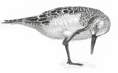 Scratching an itch. Graphite drawing by Greg Gillson. Baird's Sandpiper drawing by Greg Gillson.