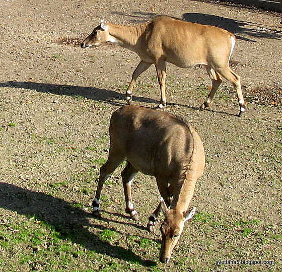 Zoo Zagreb antilopa