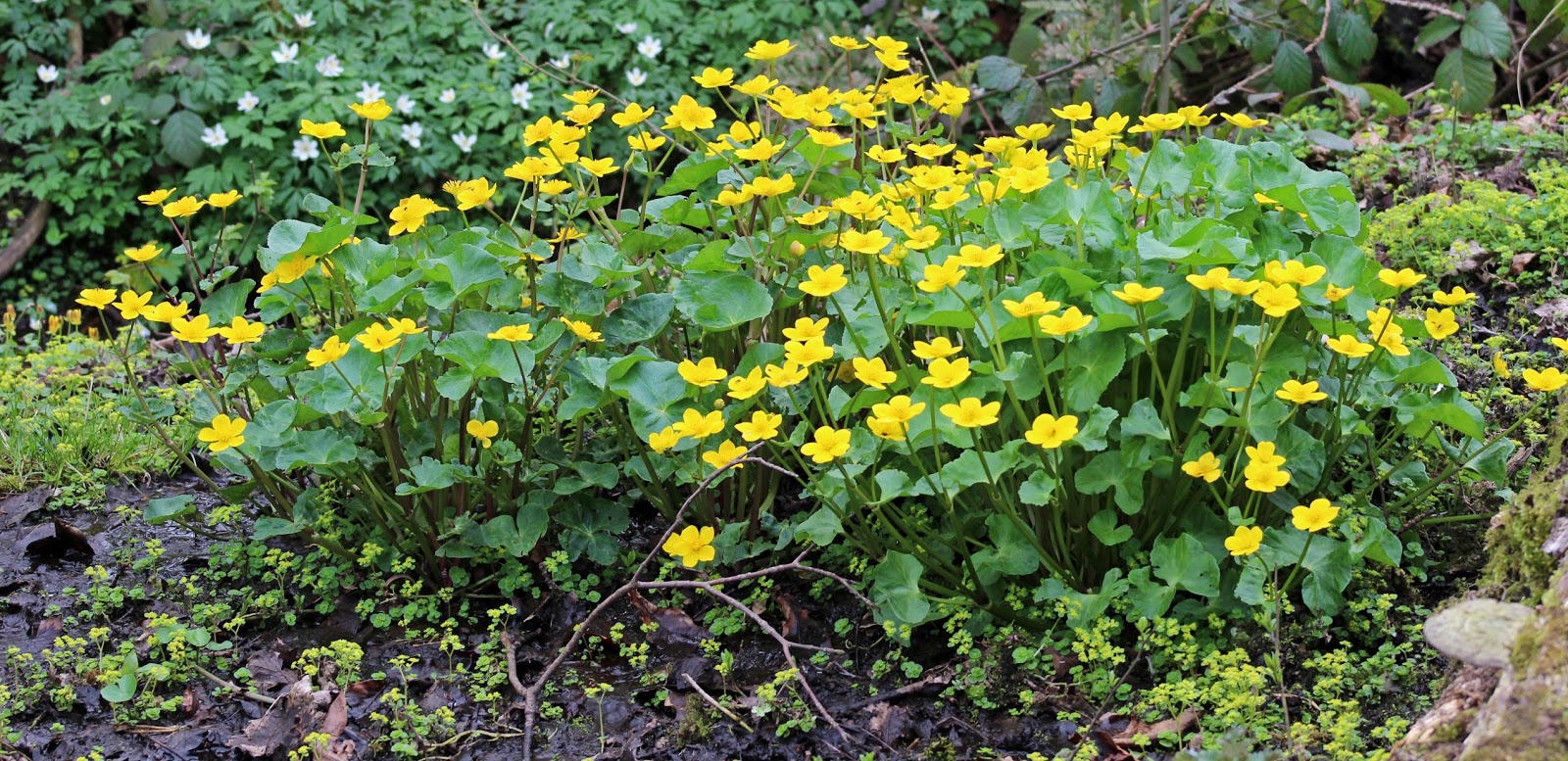 sconzani Spring wildflowers the yellowing of the countryside