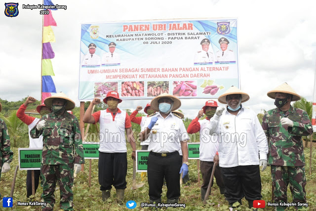 Dominggus Mandacan Hadiri Panen Raya 10 Hektar Ubi Jalar di Salawati Dominggus Mandacan Hadiri Panen Raya 10 Hektar Ubi Jalar di Salawati