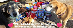 We Teamed Up with our friends at Chewy.com to Honor and Celebrate Zeus' Life #CelebrateLife #InHonorofZeus #doggiveaway #Chewy #LapdogCreations #dogbirthday ©LapdogCreations