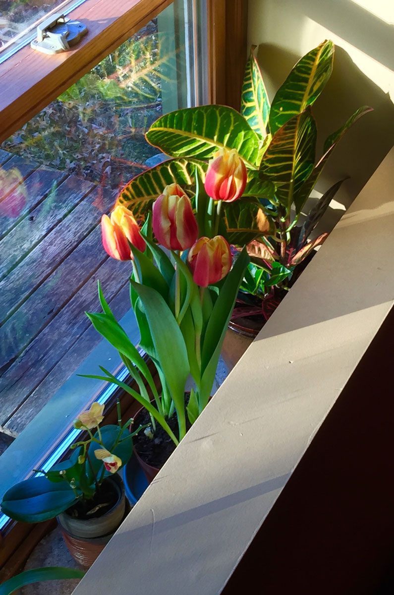Natural Gardening Tulips in our window box