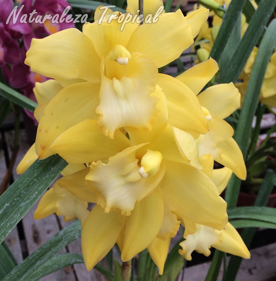 Híbrido comercial del género Cymbidium con flores totalmente amarillas