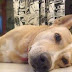 Προσοχή: Φόλες στην Παραμυθιά - Νεκροί 2 σκύλοι σε λίγες ώρες 