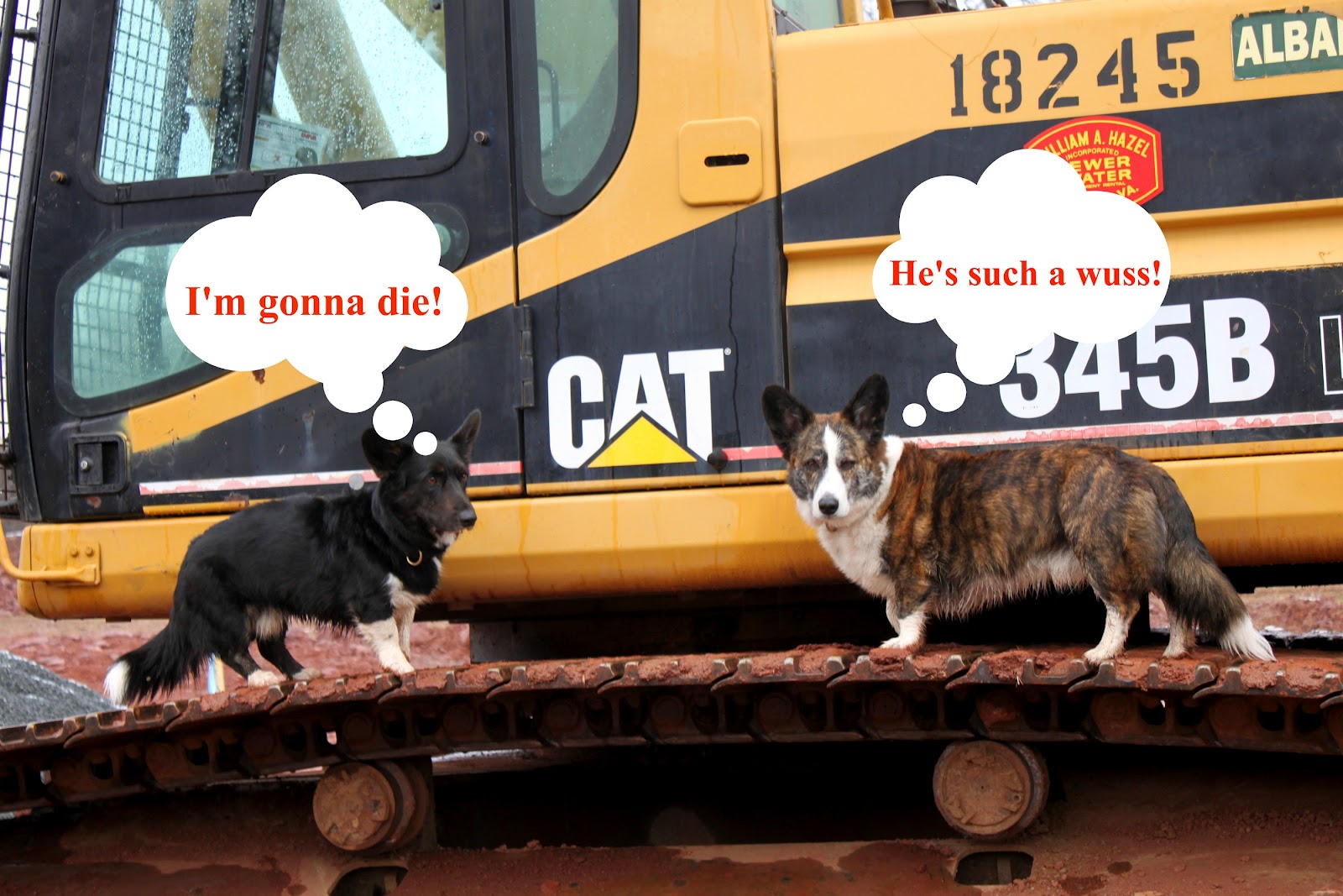 A Tail of Two Cardis Dogs vs Cat