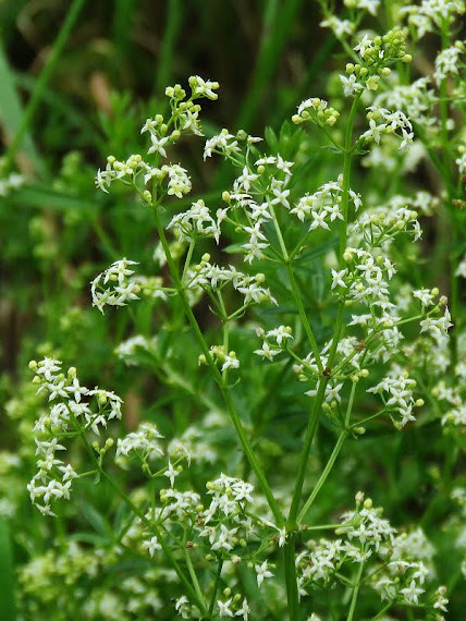 Przytulia pospolita, przytulia zwyczajna (Galium mollugo) przytulia