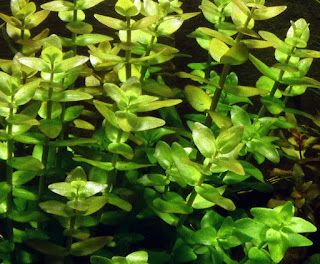 Aquascape Kaskus