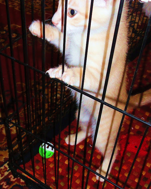 DOWAGER QUEEN Kittens in a Cage