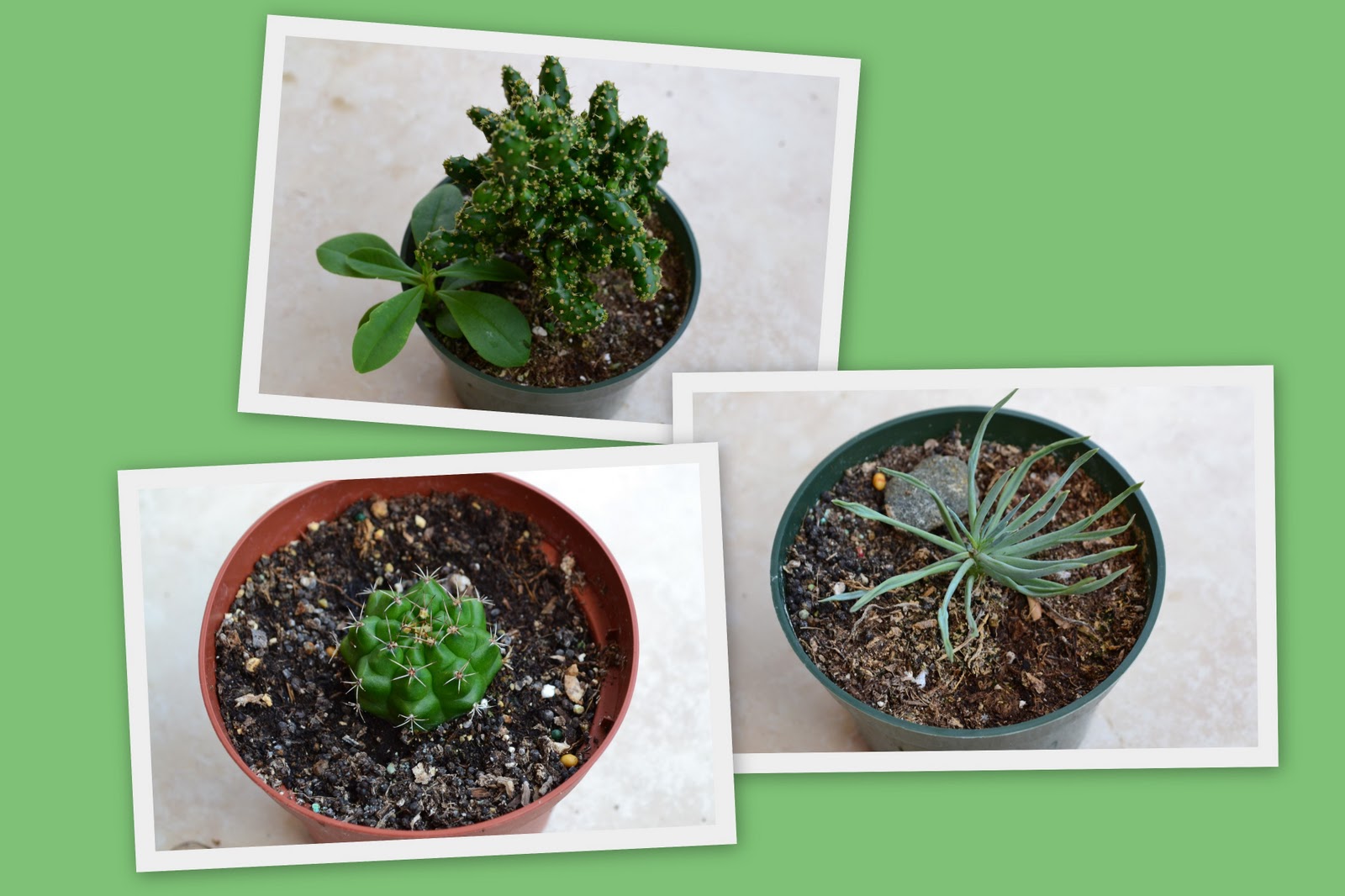 Container Gardening in Puerto Rico Retaining water isn't always a bad