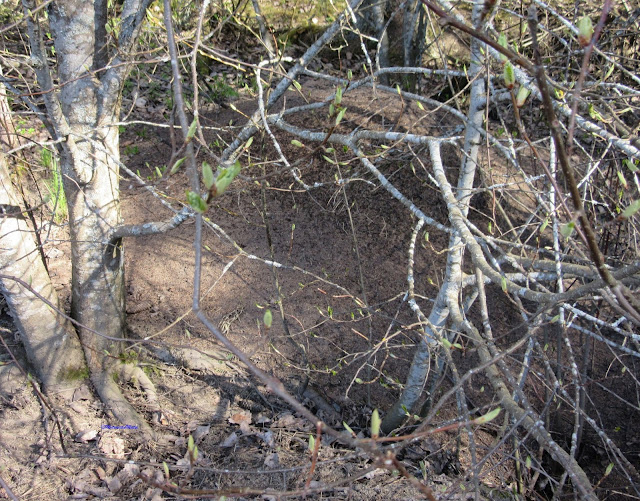 Anthill