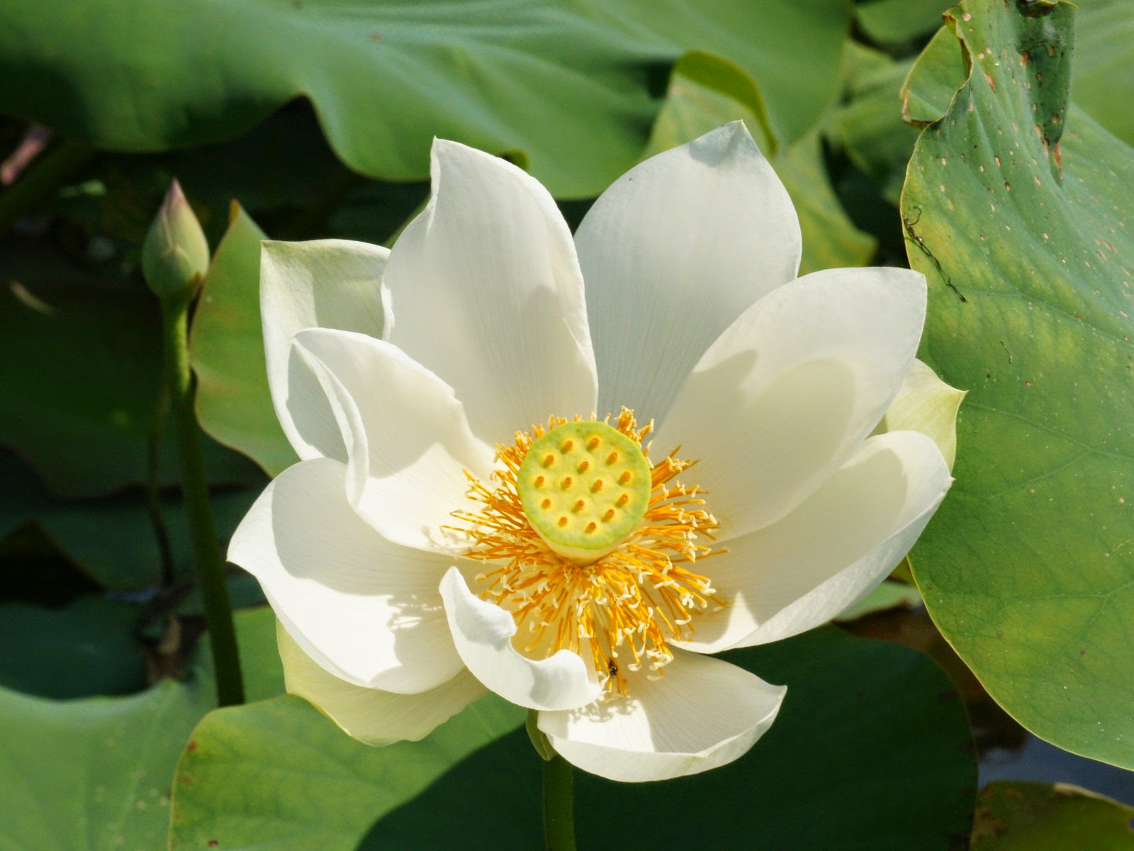 Só Para Falar de Flores A