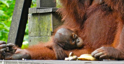 where to see orangutans - sepilok orangutan rehabilitation centre, Borneo