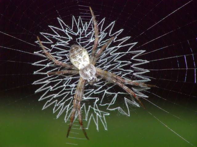 amazing and beautiful photos of spider webs, beautiful spider webs, amazing spider webs, spider web pictures