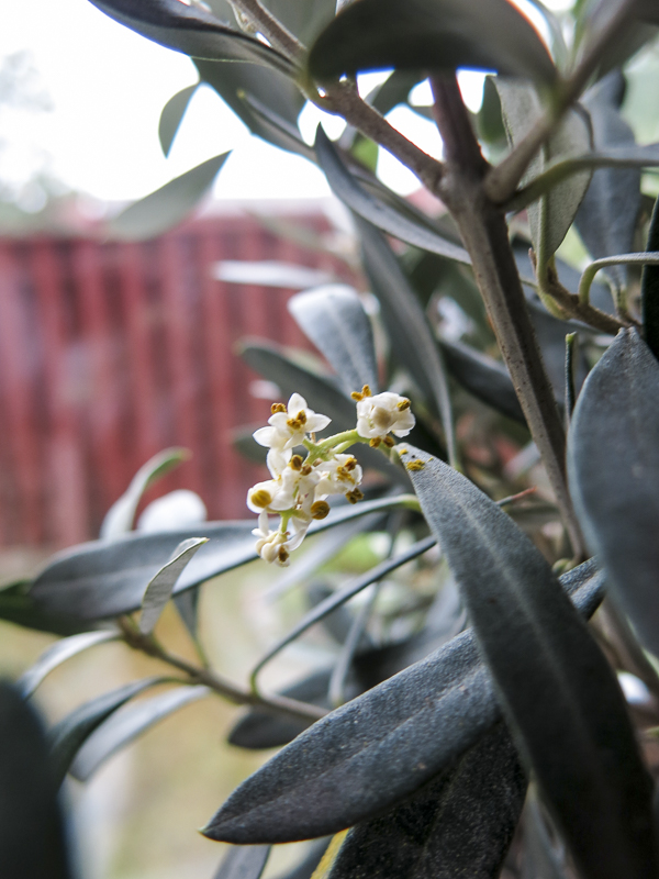 olivblomma olivblomma