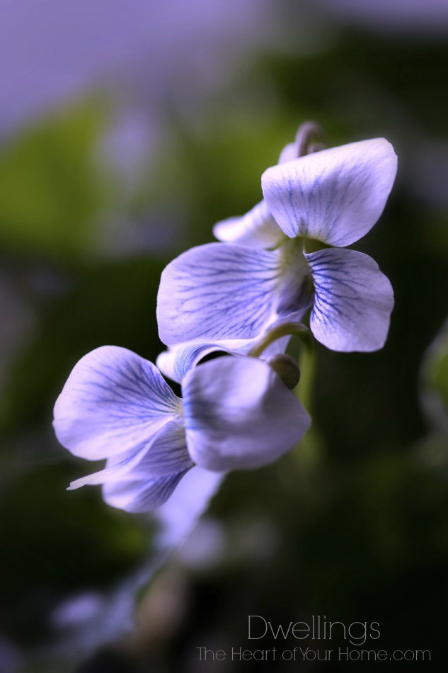 bring those wild violets indoors