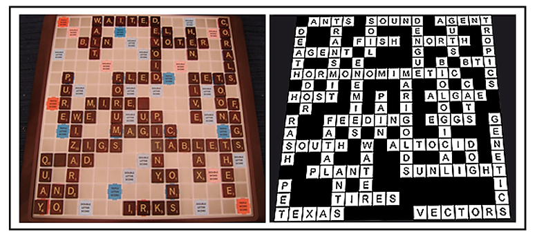 55 Gullible Crossword Clue - Crossword Clue