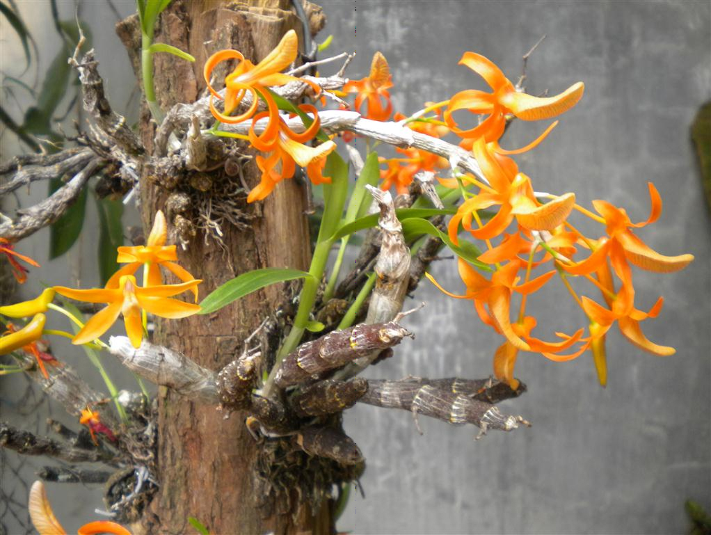 Dendrobium unicum care and culture | Travaldo&rsquo;s blog