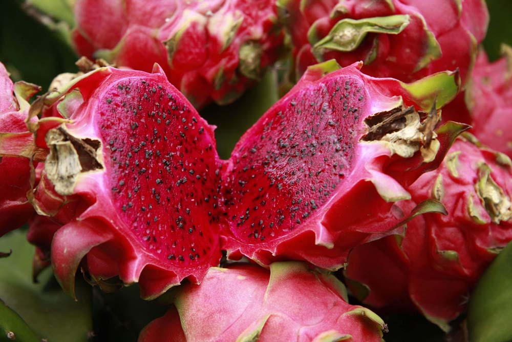 Manfaat dan Kandungan Buah Naga WARUNG INFO