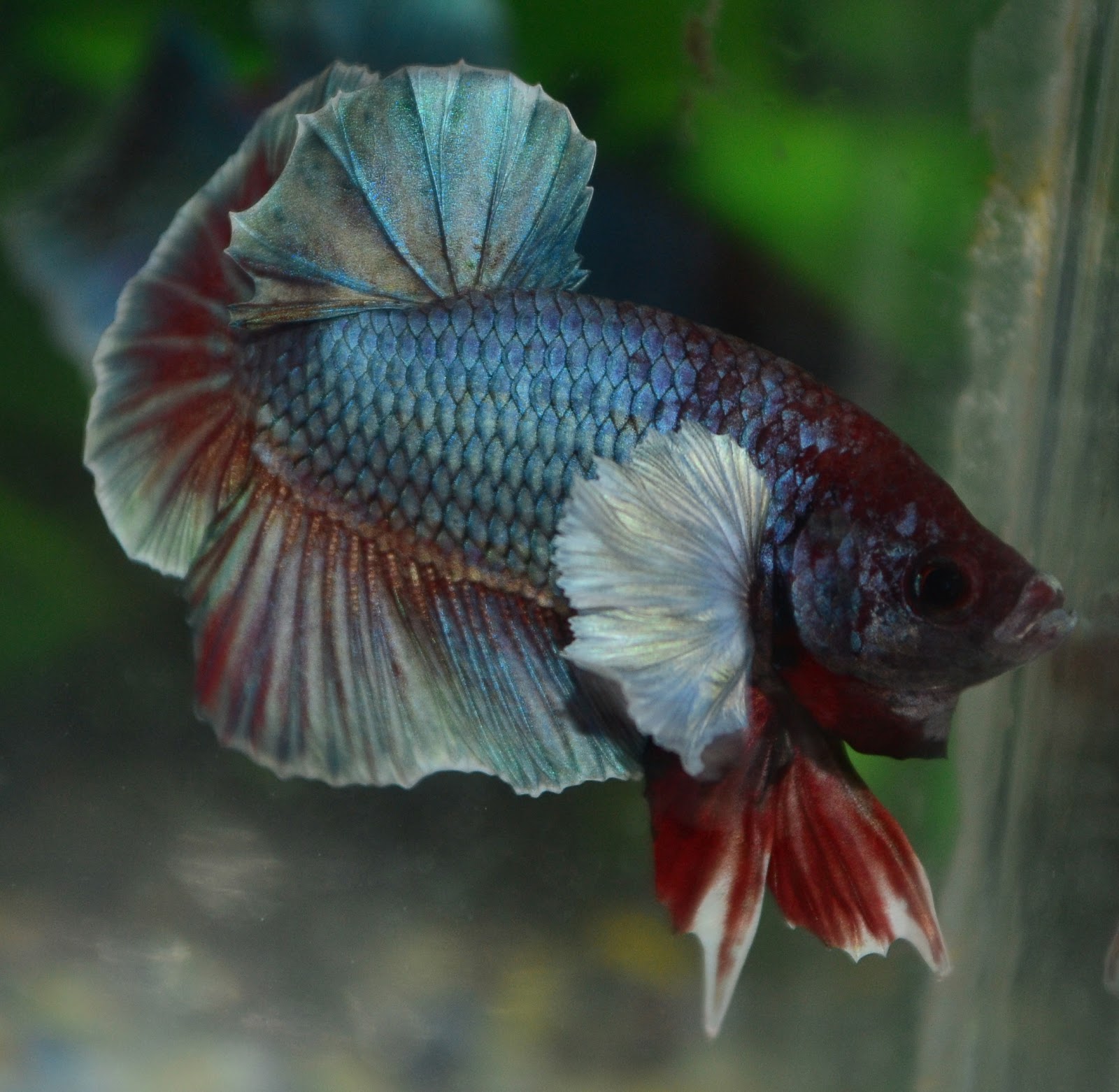 Betta Fish Afira Betta HMPK DUMBO ( SOLD OUT )