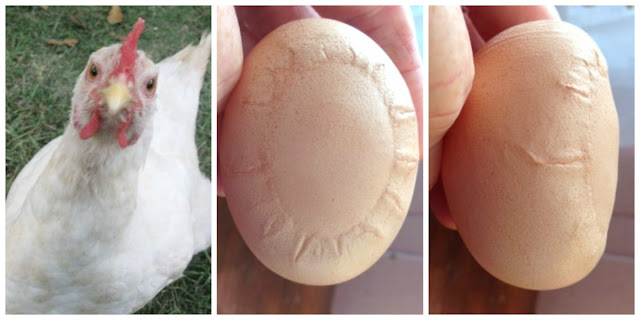 Sally ~ Layer of alien eggs