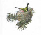 Hummingbird on nest