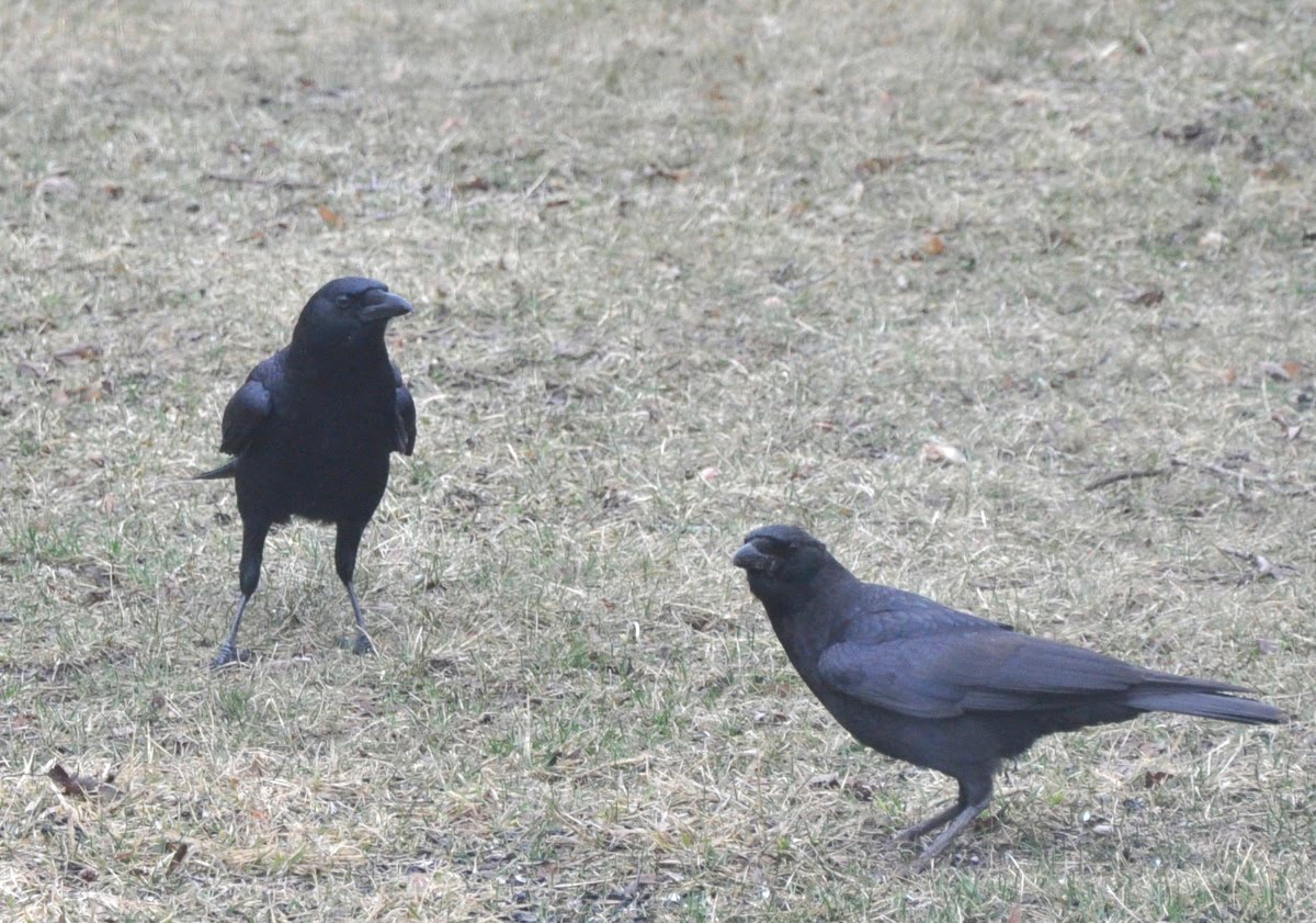 Palemaleirregulars: Pale Male and Beauty, Crow Strangers, Jane's ...