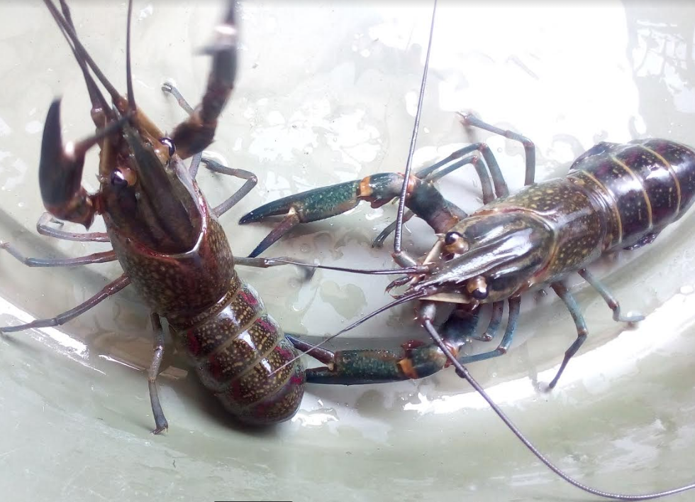 Apa Itu Lobster Air Tawar?