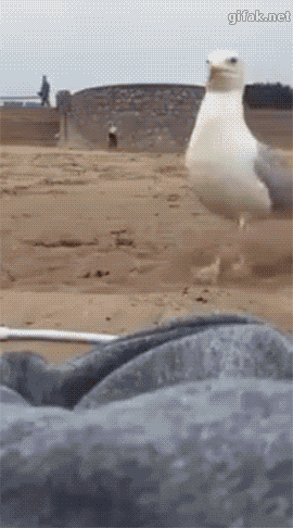 Funny animal gifs - part 207, cute animal gif, best gif of animals