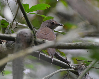 Illadopsis species