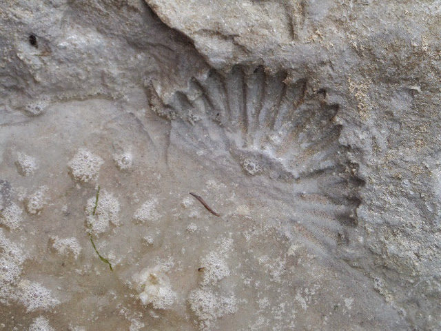 Madhouse Family Reviews: fossil-hunting