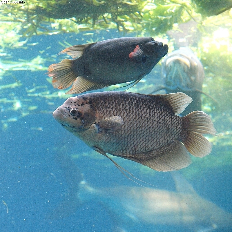 Cara Beternak Atau Membudidayakan Ikan Gurame