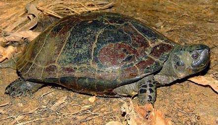 10 Jenis Kura-Kura Eksotis Di Indonesia