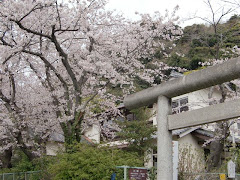 甘縄神明神社の桜