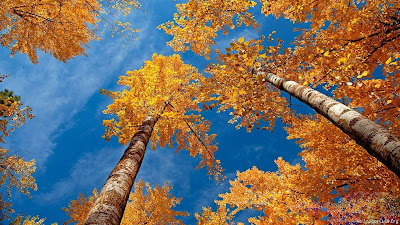 autumn trees hd wallpaper