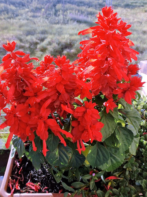 Salvia roja (Salvia splendens Sellow ex Schult.).