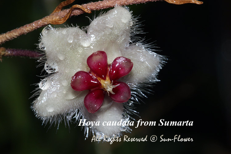 Хойя сильвер карноза. Хойя серый призрак. Хойя карноза грей хост цветение. Хойя карноза грей хост. Хойя ростеллата.