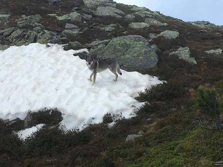 Associazione Italiana Difesa Animali Ed Ambiente Un Lupo In Giro