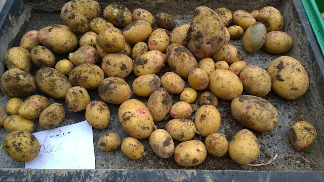 Kartoffelsorte Galactica (c) by Joachim Wenk 