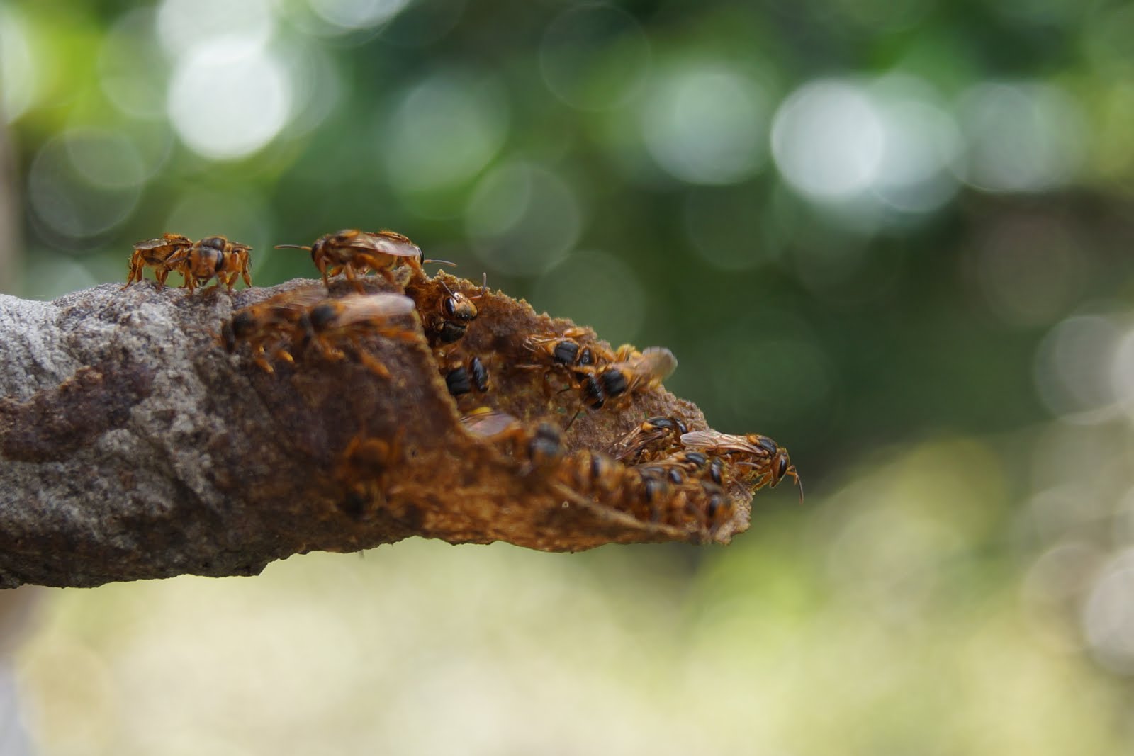 Soncuan chele (scaptotrigona pectoralis)