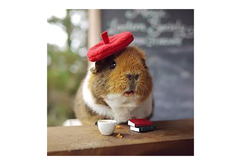 The Pets Dialogue Guinea Pig Behaviour What Is My Guinea Pig Trying