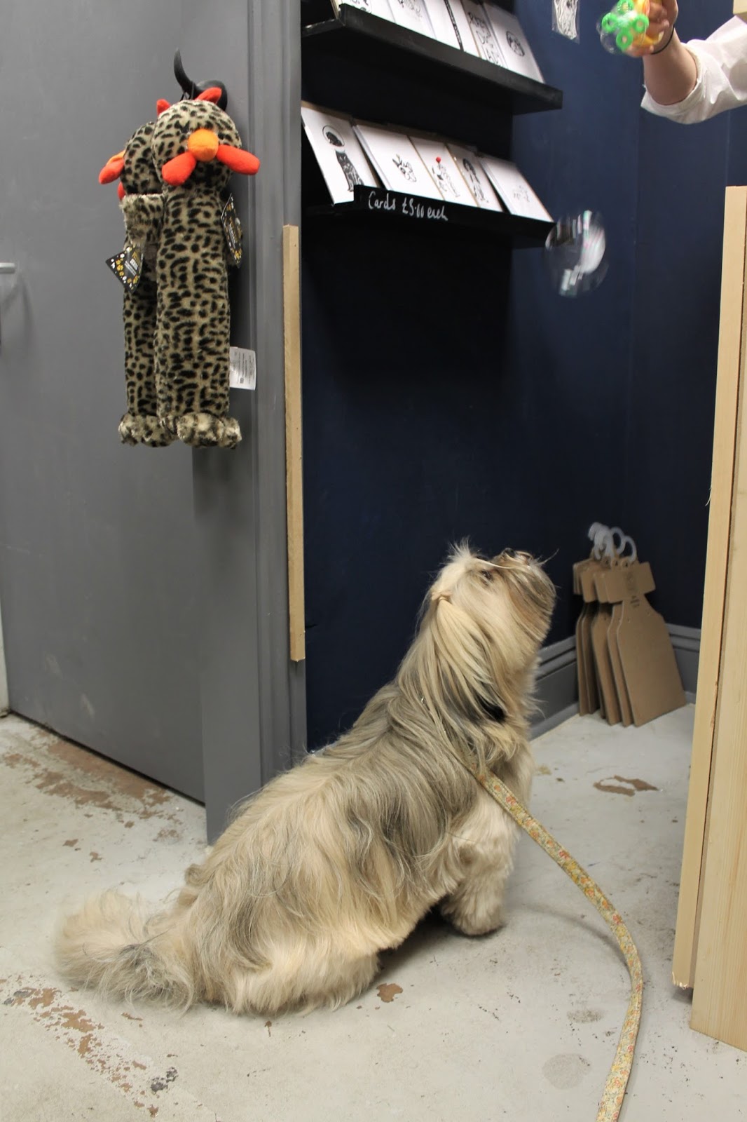 Hounds NewcastleUnderLyme Staffordshire Paws across Britain