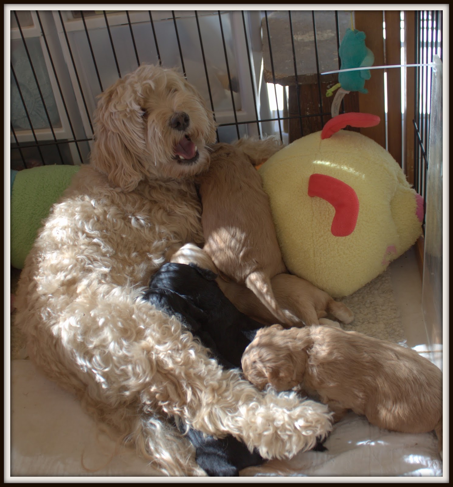 AnnaBlog! THE HAZEL X BO DIDLEY LITTER HAS MOVED!