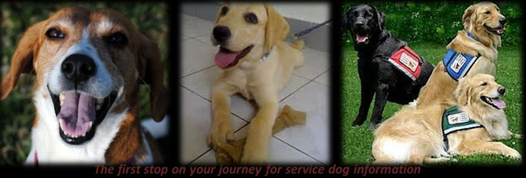 Service Dog 411