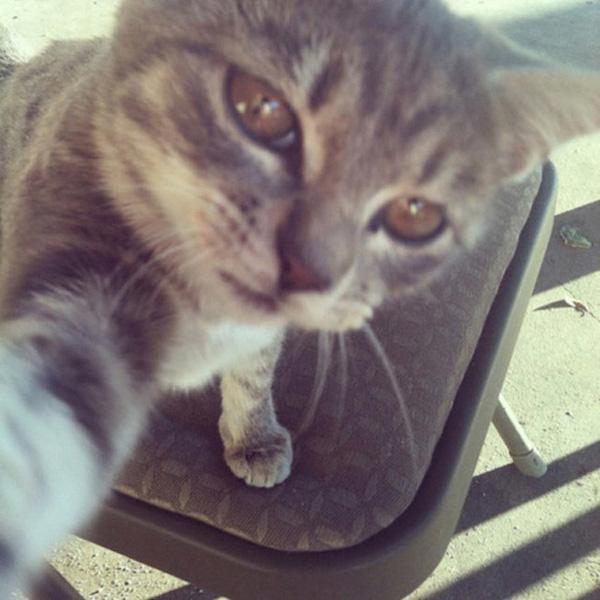 Tuyển tập ảnh selfie sành điệu của lũ mèo điệu chảy nước