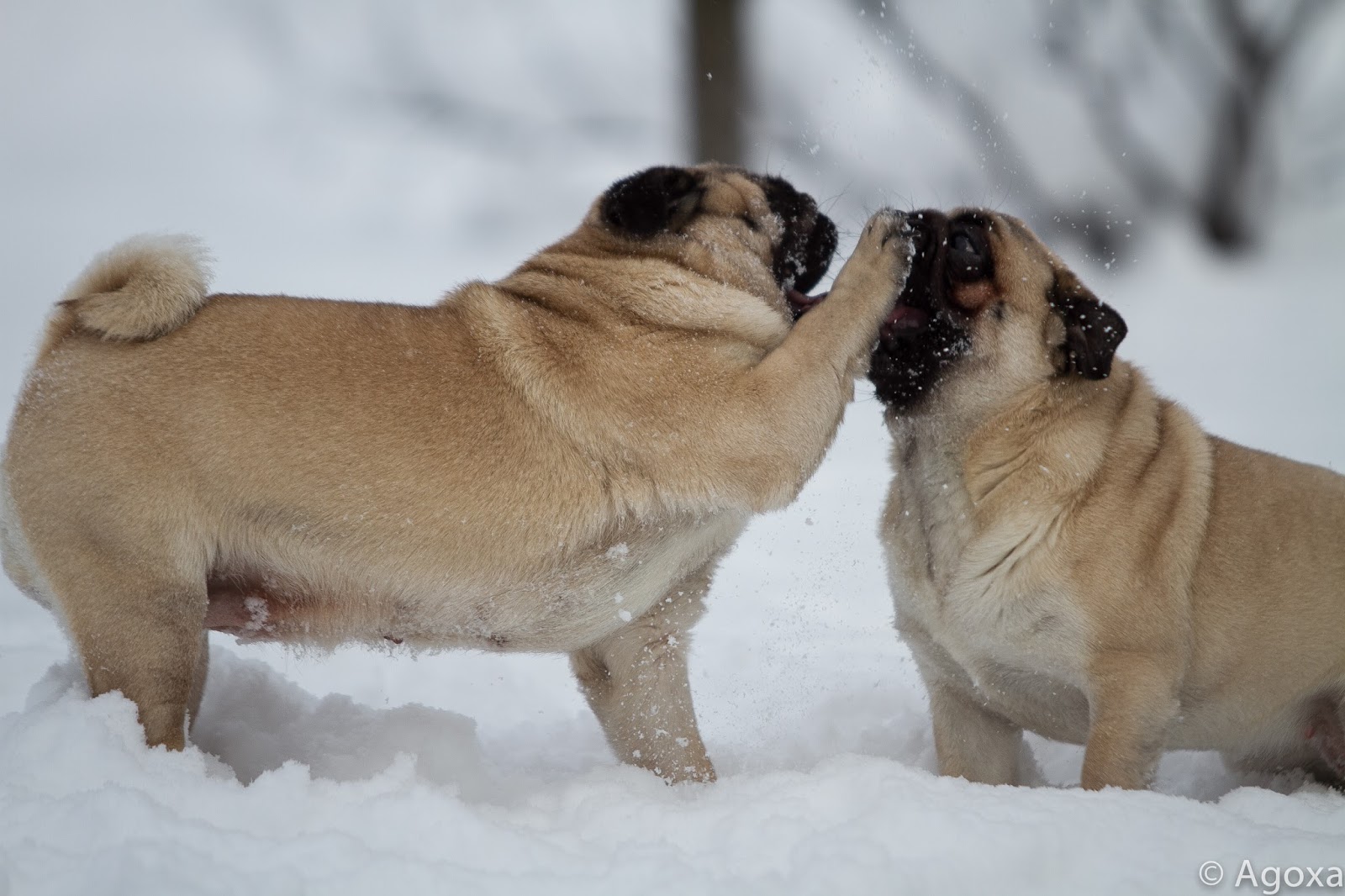 AGOXA FCI Zimowe mopsy