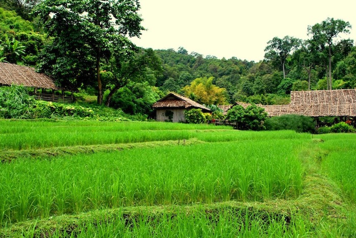 southeast asia rice paddy field