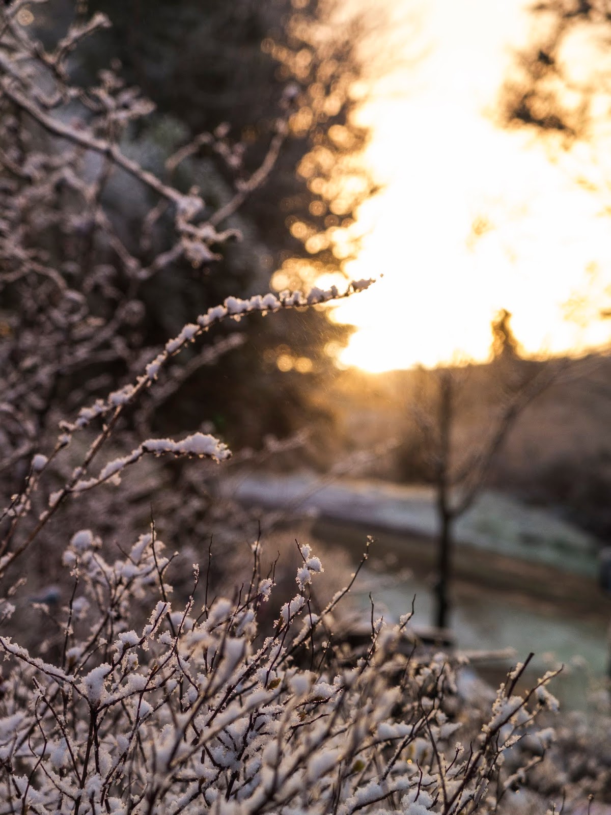 A close up of snow covered branches with a sunset glare in the background.