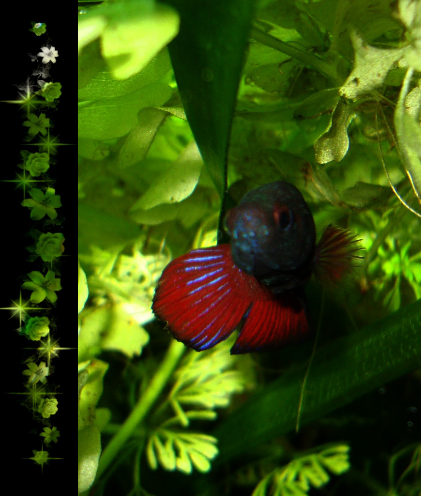 Bienvenue dans notre aquarium! Jolie femelle Betta en gros plan^^