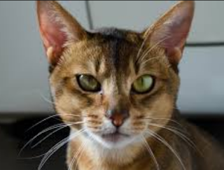 Ilustrasi Kucing Liar Gambar kucing